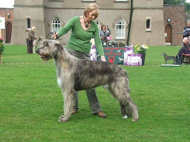 DOG SHOW SERBIA - foto povečava