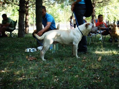DOG SHOW SERBIA - foto