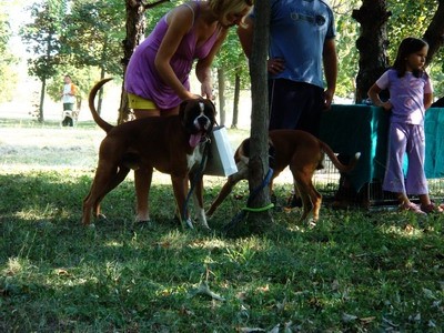 DOG SHOW SERBIA - foto povečava