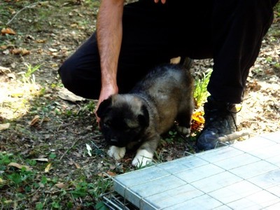 DOG SHOW SERBIA - foto povečava