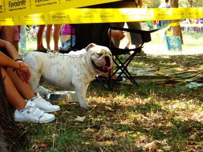 DOG SHOW SERBIA - foto povečava