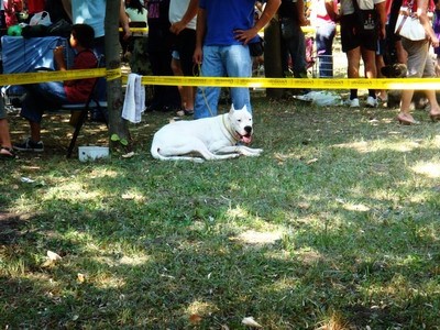 DOG SHOW SERBIA - foto povečava