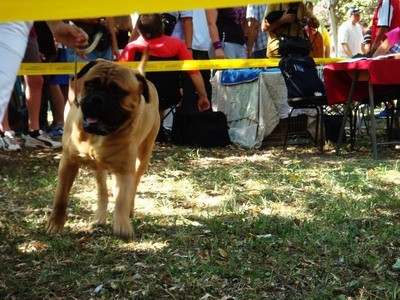 DOG SHOW SERBIA - foto povečava