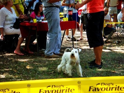 DOG SHOW SERBIA - foto povečava