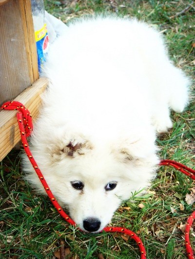 DOG SHOW SERBIA - foto povečava