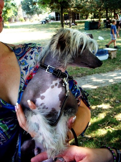 DOG SHOW SERBIA - foto povečava