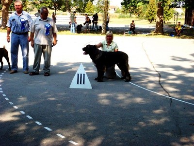 DOG SHOW SERBIA - foto povečava