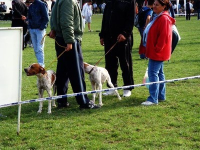 DOG SHOW SERBIA - foto povečava