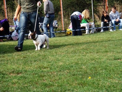 DOG SHOW SERBIA - foto povečava