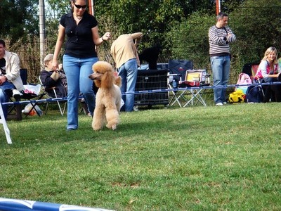 DOG SHOW SERBIA - foto povečava