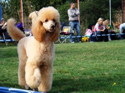 DOG SHOW SERBIA - foto povečava