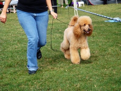 DOG SHOW SERBIA - foto povečava