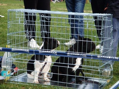 DOG SHOW SERBIA - foto povečava