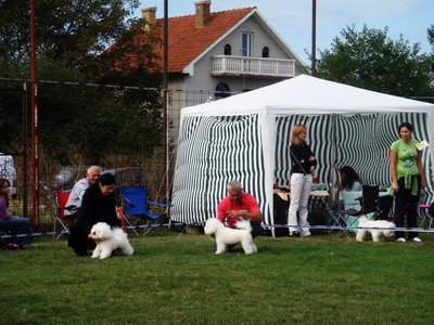 DOG SHOW SERBIA - foto