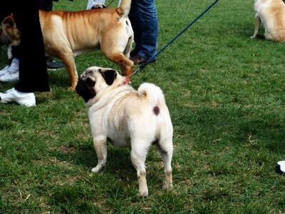 DOG SHOW SERBIA - foto povečava