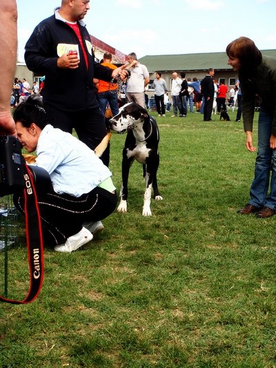 DOG SHOW SERBIA - foto povečava