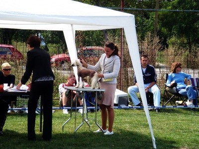 DOG SHOW SERBIA - foto povečava