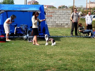 DOG SHOW SERBIA - foto povečava