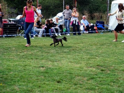 DOG SHOW SERBIA - foto