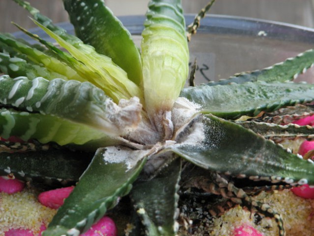 Haworthia fasciata - foto
