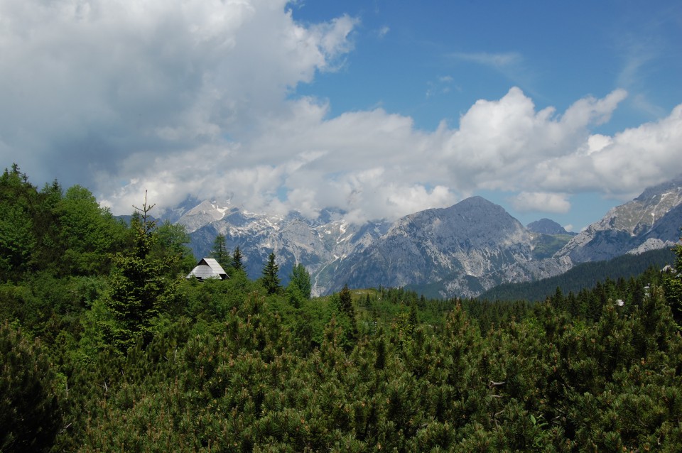 Velika planina (20.6.08) - foto povečava