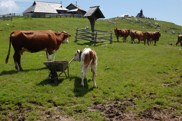 Velika planina (20.6.08) - foto