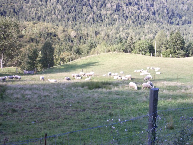 Ovce na Makekovem marofu