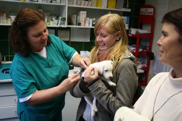 Pri veterinarju - cepljenje - foto