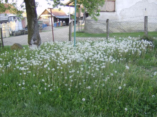 Bosna u maju 2010 - foto
