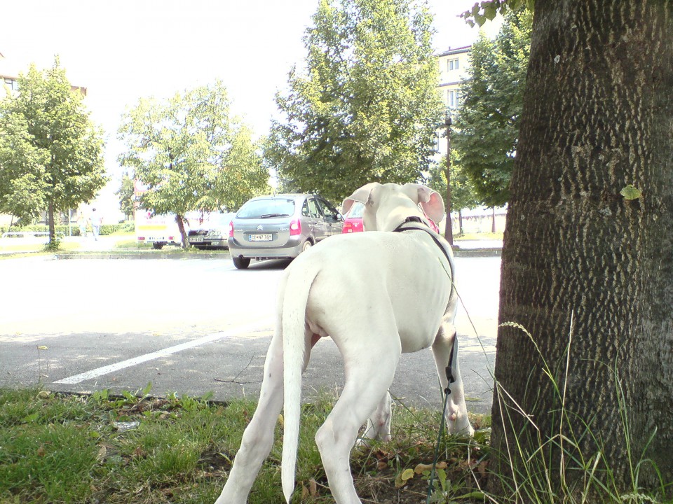 Rocky-jacomo 3-4 mesece - foto povečava