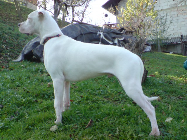 Rocky-jacomo 6-7 mesecev - foto