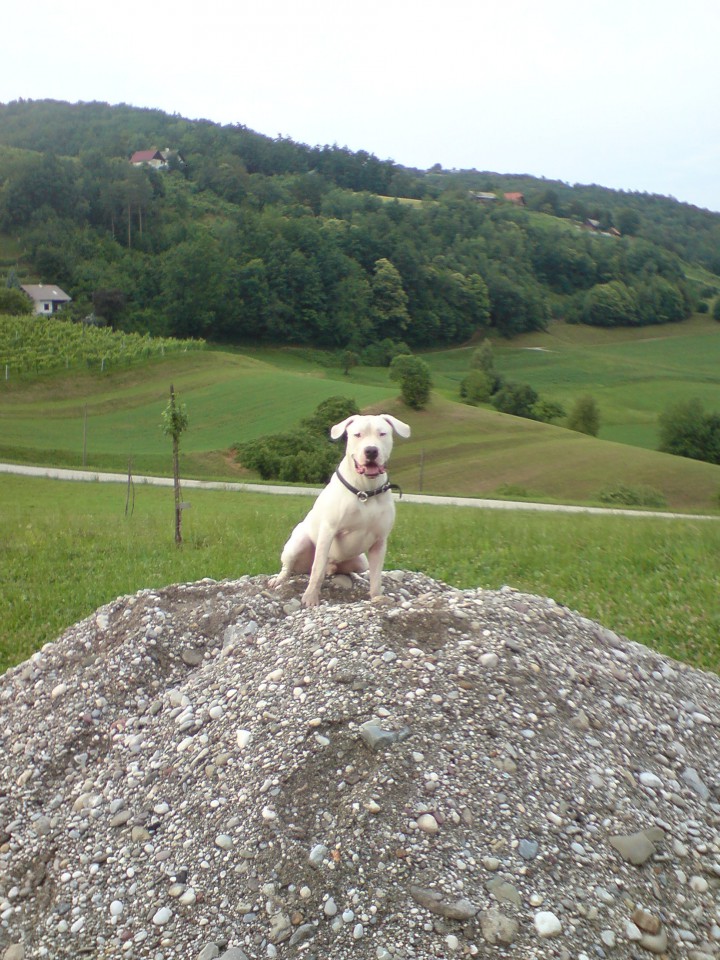 Rocky - foto povečava