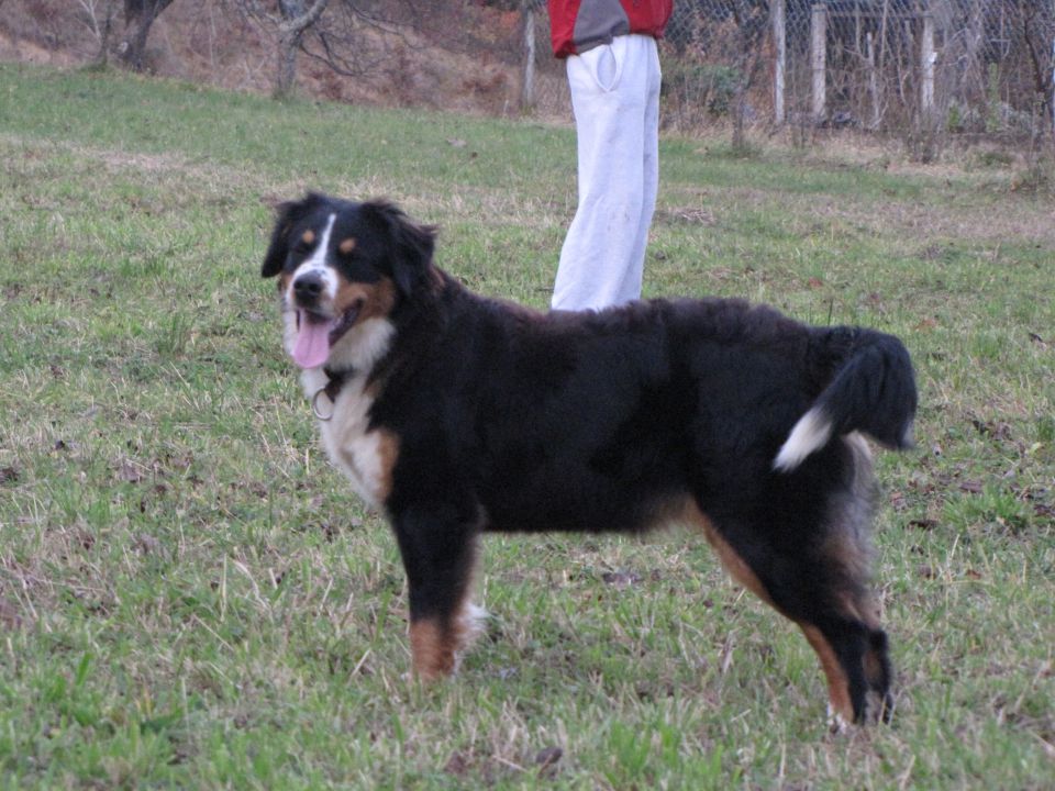 Rocky - foto povečava