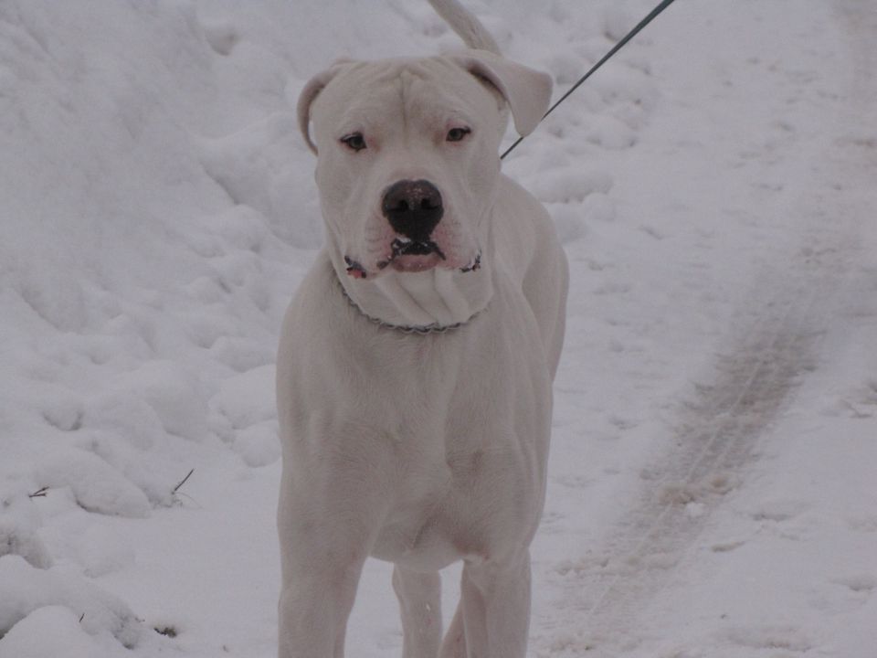 Rocky - foto povečava