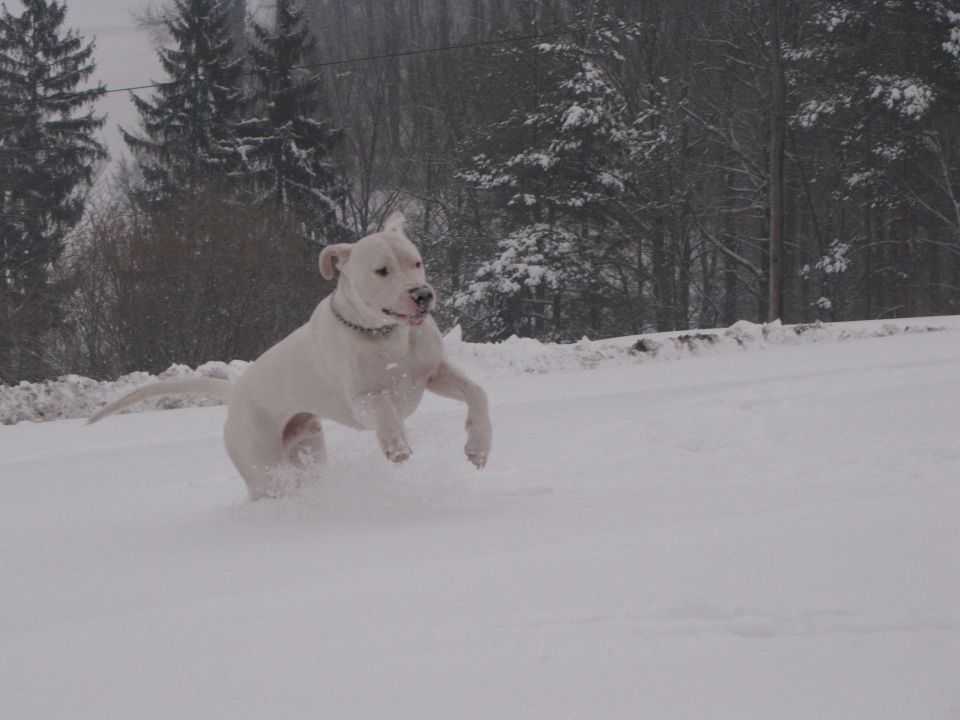 Rocky - foto povečava