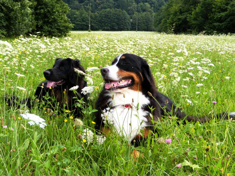 Bella - foto povečava