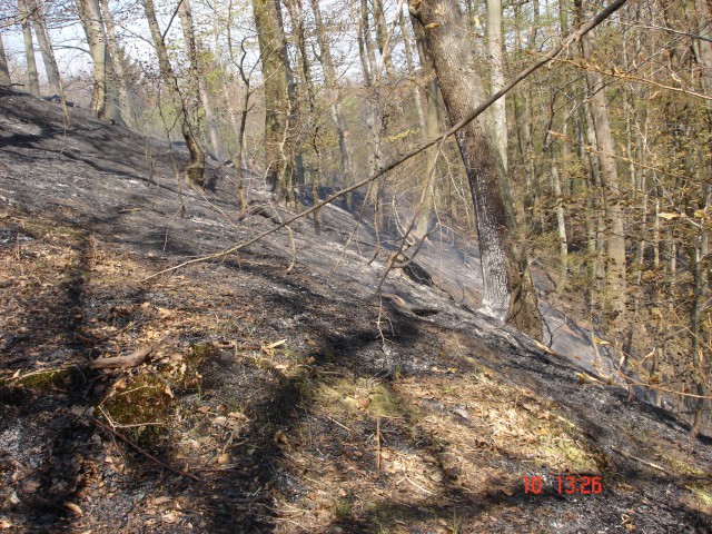 Gozdni požar v Loki - foto