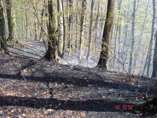 Gozdni požar v Loki - foto
