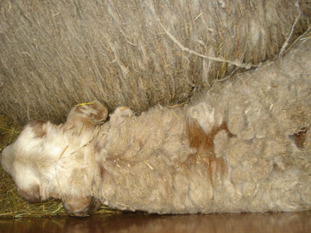 Pomoč!! - foto