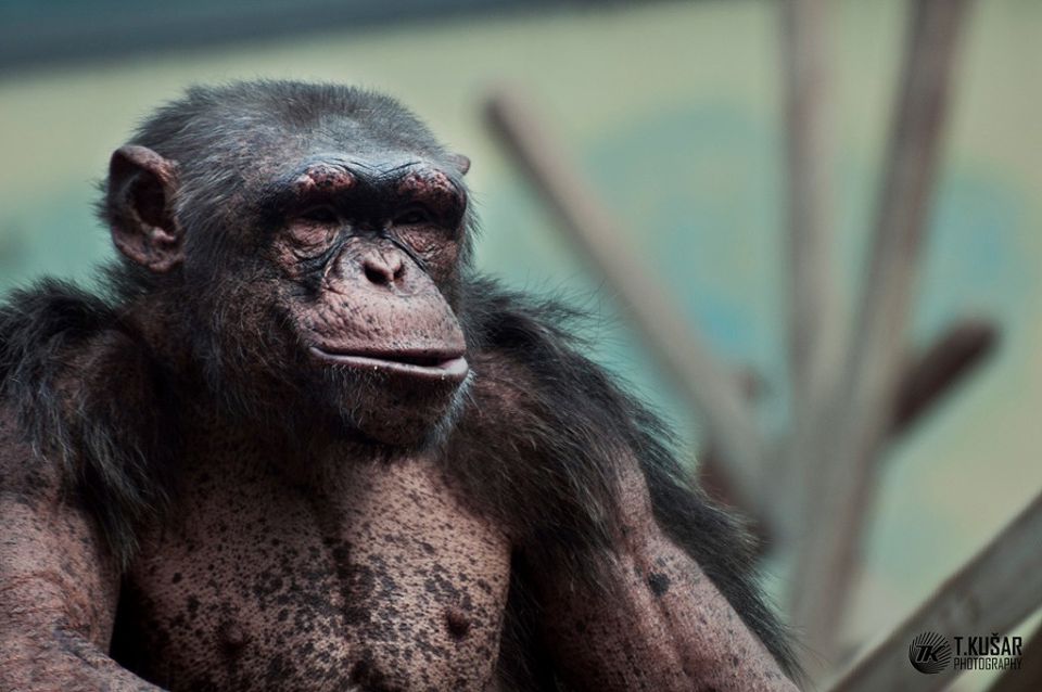 ZOO Munchen - foto povečava