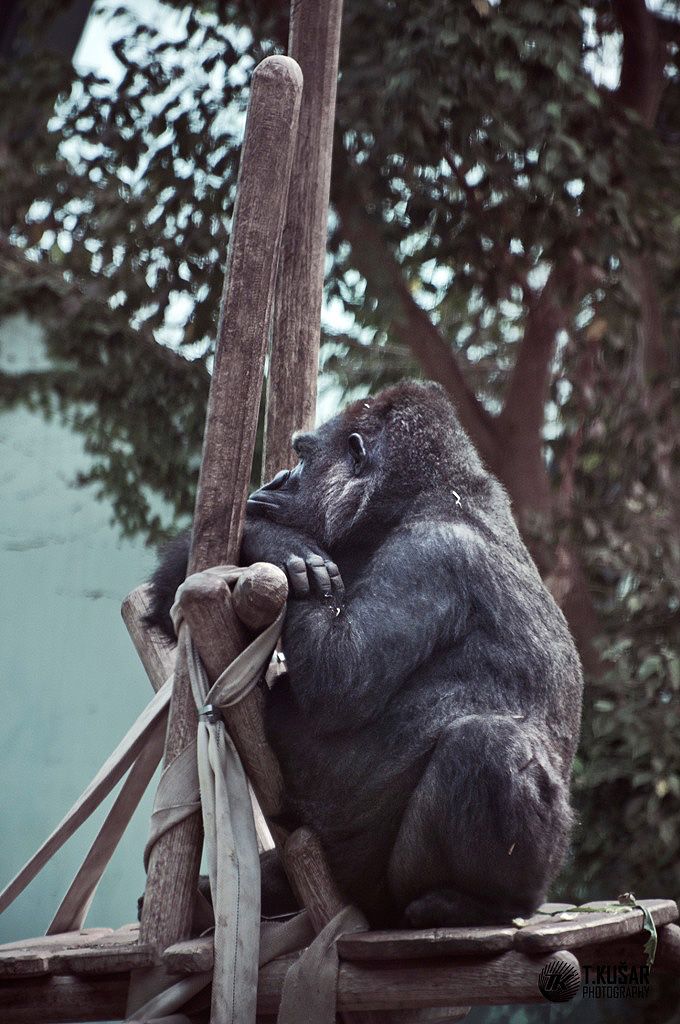 ZOO Munchen - foto povečava