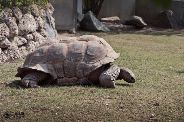 ZOO Munchen - foto