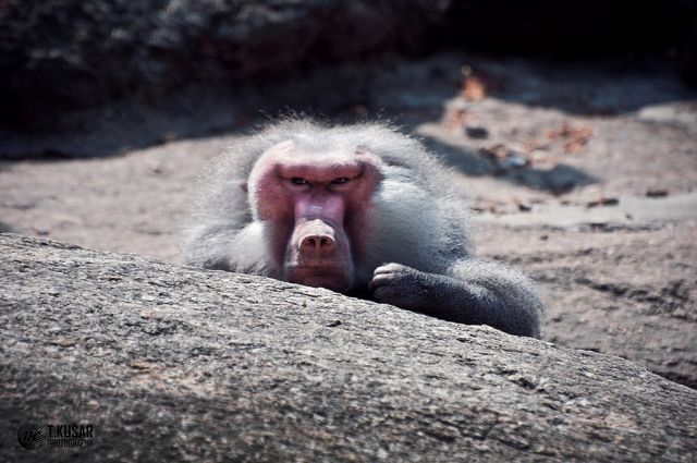 ZOO Munchen - foto