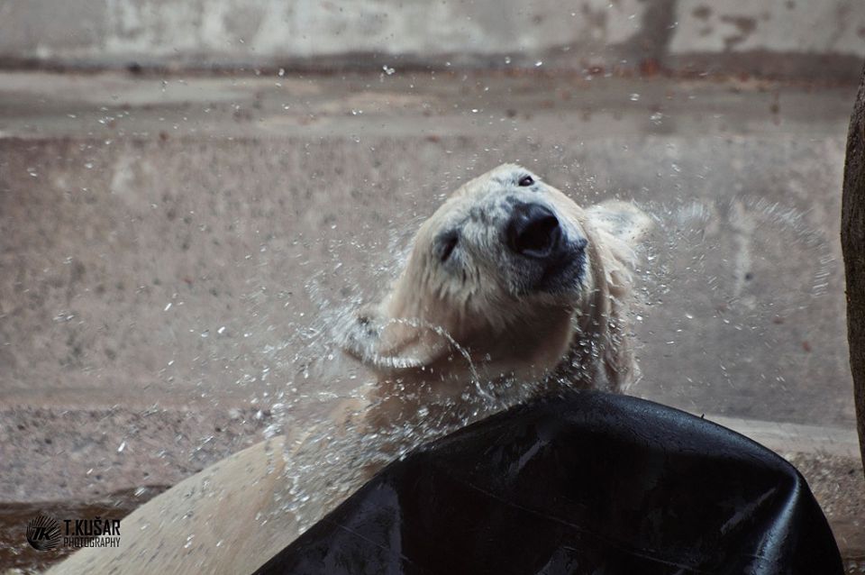 ZOO Munchen - foto povečava