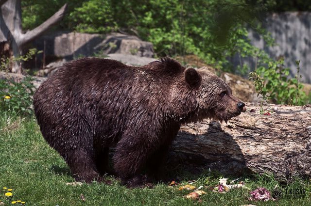 ZOO Munchen - foto