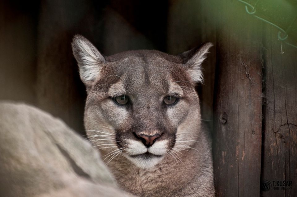 ZOO Munchen - foto povečava