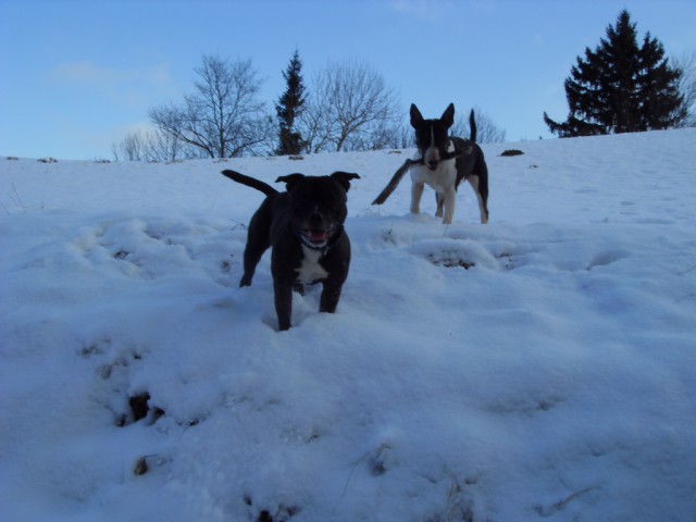 Jamsi in njegova prijateljica bullterrierka Flika na Križni gori