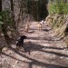 Naša četica koraka, strumno in veselo,….