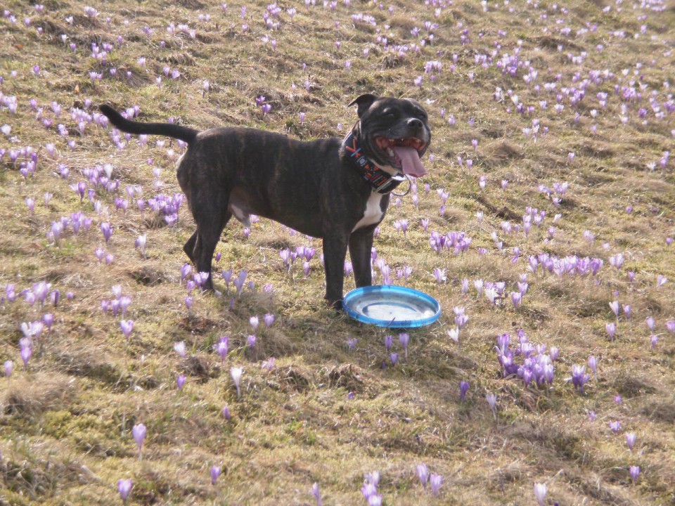 James - sbt - foto povečava
