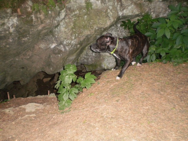 Firbec, ga zanima kaj se skriva v jami :)